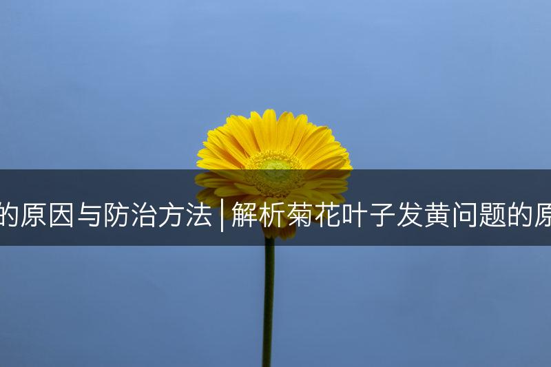 菊花叶子发黄的原因与防治方法 | 解析菊花叶子发黄问题的原因和防治技巧(图1)