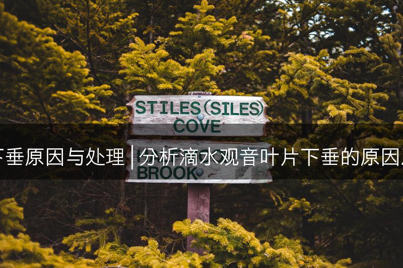 滴水观音叶片下垂原因与处理 | 分析滴水观音叶片下垂的原因及处理方法分享(图1)