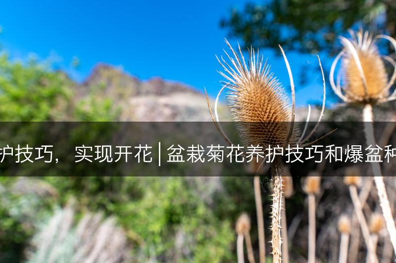 盆栽菊花养护技巧，实现开花 | 盆栽菊花养护技巧和爆盆种植方法分享(图1)