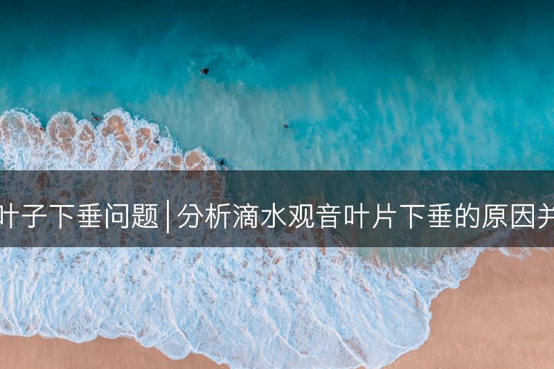 解决滴水观音叶子下垂问题 | 分析滴水观音叶片下垂的原因并提供解决方法(图1)