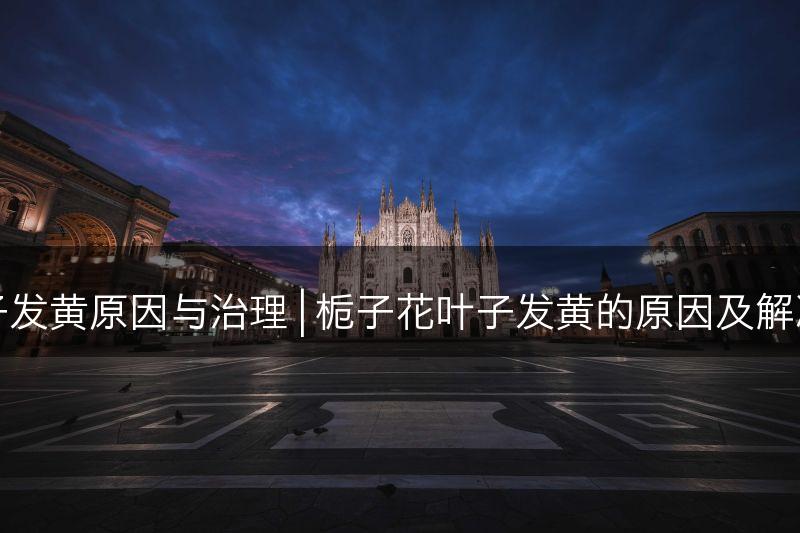 栀子花叶子发黄原因与治理 | 栀子花叶子发黄的原因及解决方法分享(图1)