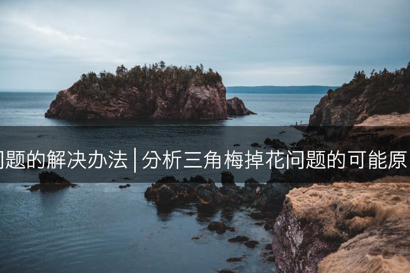 三角梅掉花问题的解决办法 | 分析三角梅掉花问题的可能原因与解决方法(图1)
