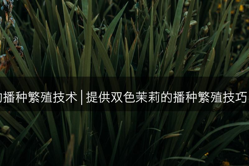 双色茉莉的播种繁殖技术 | 提供双色茉莉的播种繁殖技巧与方法分享(图1)