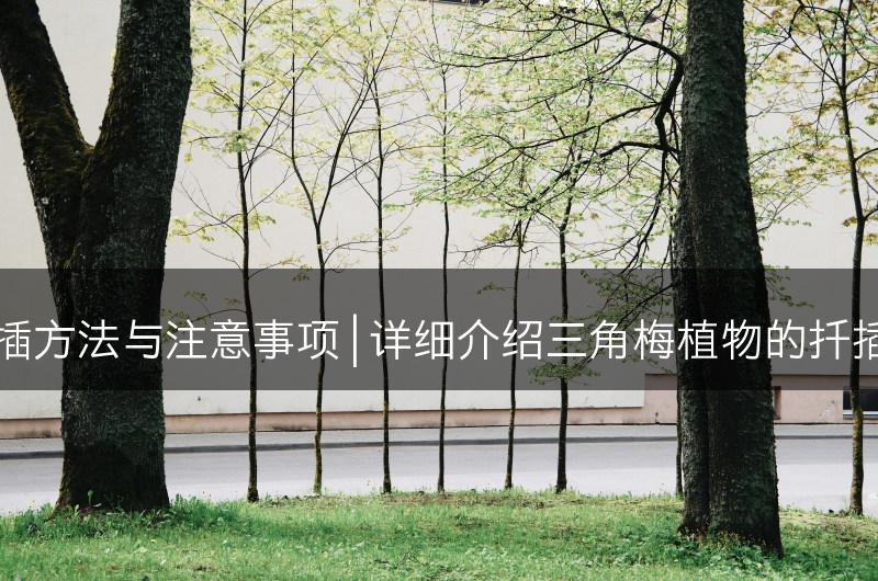三角梅的扦插方法与注意事项 | 详细介绍三角梅植物的扦插方法和技巧(图1)