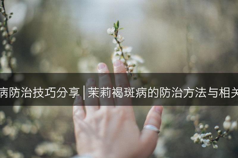 茉莉褐斑病防治技巧分享 | 茉莉褐斑病的防治方法与相关技巧分享(图1)
