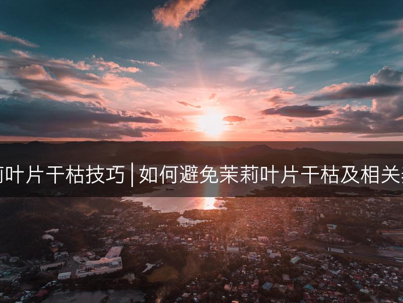 避免茉莉叶片干枯技巧 | 如何避免茉莉叶片干枯及相关养护技巧(图1)