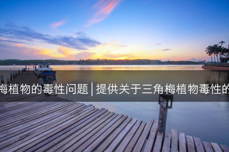 探讨三角梅植物的毒性问题 | 提供关于三角梅植物毒性的详细解读(图1)