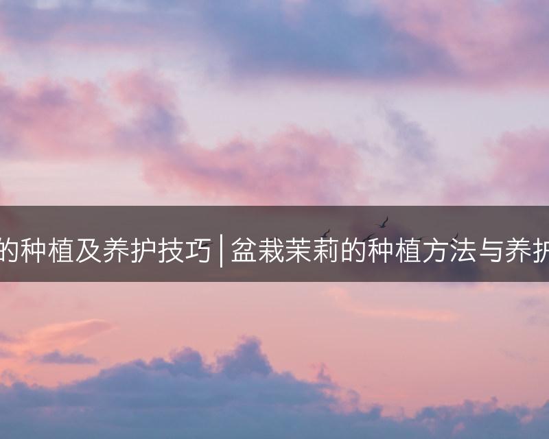 盆栽茉莉的种植及养护技巧 | 盆栽茉莉的种植方法与养护技巧分享(图1)