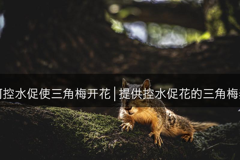 指导如何控水促使三角梅开花 | 提供控水促花的三角梅养护技巧(图1)