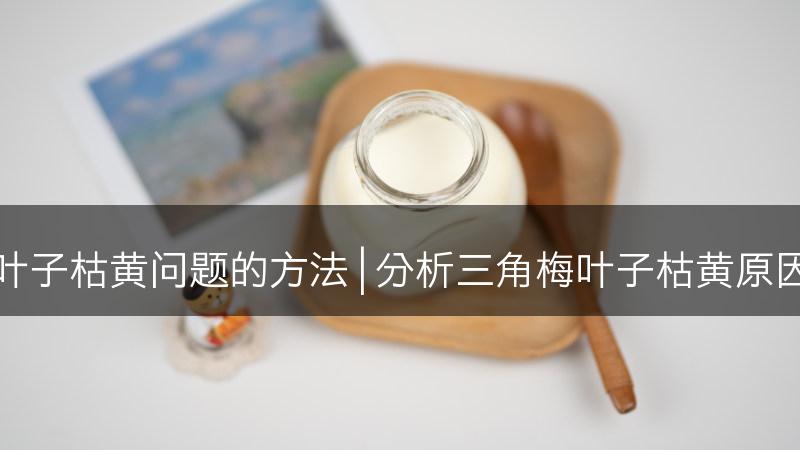 解决三角梅叶子枯黄问题的方法 | 分析三角梅叶子枯黄原因及解决技巧(图1)