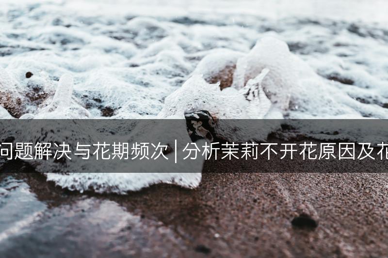 茉莉不开花问题解决与花期频次 | 分析茉莉不开花原因及花期频次分享(图1)