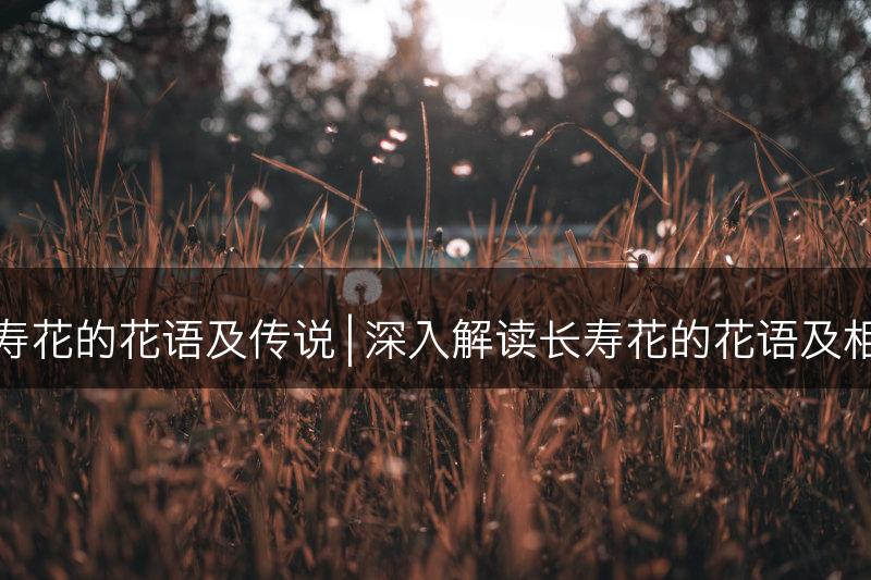 探寻长寿花的花语及传说 | 深入解读长寿花的花语及相关传说(图1)