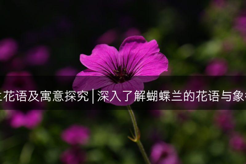 蝴蝶兰花语及寓意探究 | 深入了解蝴蝶兰的花语与象征意义(图1)