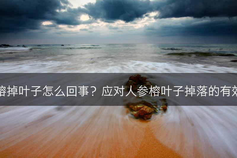 人参榕掉叶子怎么回事？应对人参榕叶子掉落的有效办法(图1)