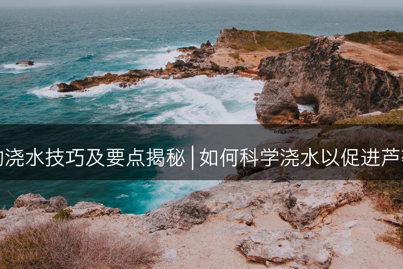 芦荟的浇水技巧及要点揭秘 | 如何科学浇水以促进芦荟生长(图1)