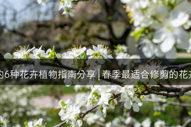 春季修剪的6种花卉植物指南分享 | 春季最适合修剪的花卉植物推荐(图1)