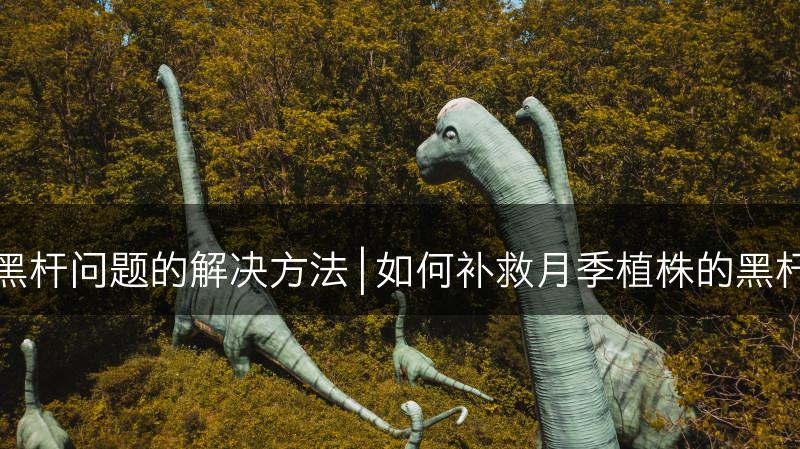 月季黑杆问题的解决方法 | 如何补救月季植株的黑杆现象(图1)