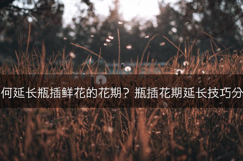 如何延长瓶插鲜花的花期？瓶插花期延长技巧分享(图1)