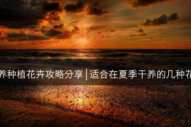 夏季干养种植花卉攻略分享 | 适合在夏季干养的几种花卉推荐(图1)