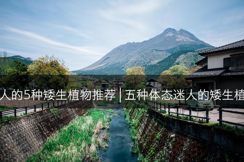 体态迷人的5种矮生植物推荐 | 五种体态迷人的矮生植物饱览(图1)