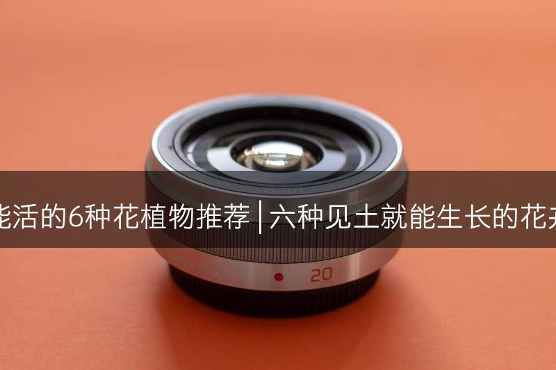 见土能活的6种花植物推荐 | 六种见土就能生长的花卉推荐(图1)