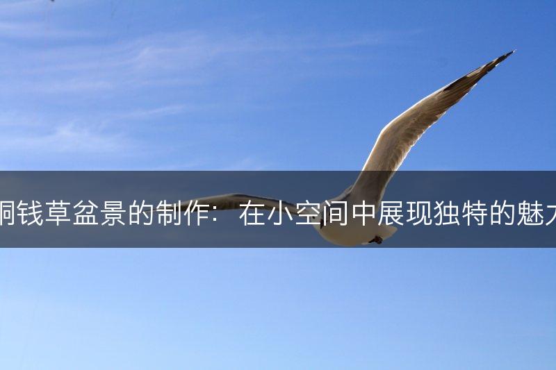 铜钱草盆景的制作：在小空间中展现独特的魅力(图1)