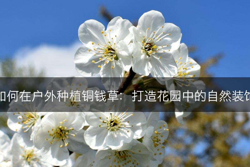 如何在户外种植铜钱草：打造花园中的自然装饰(图1)