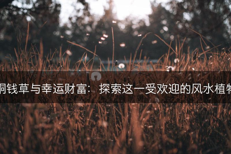 铜钱草与幸运财富：探索这一受欢迎的风水植物(图1)