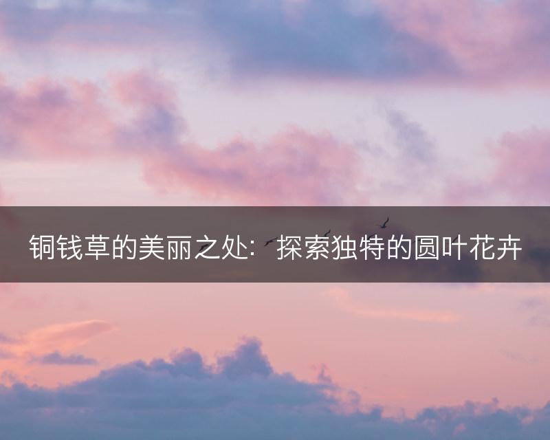 铜钱草的美丽之处：探索独特的圆叶花卉(图1)
