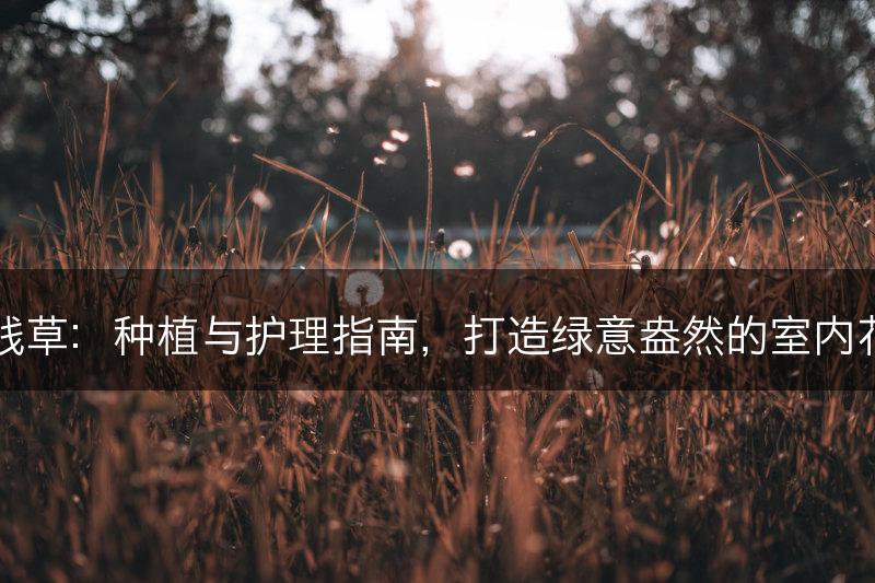 铜钱草：种植与护理指南，打造绿意盎然的室内花园(图1)