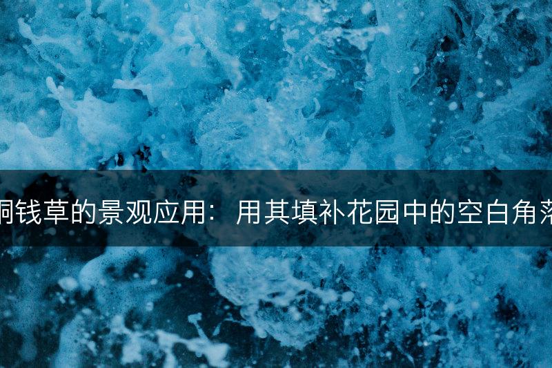铜钱草的景观应用：用其填补花园中的空白角落(图1)