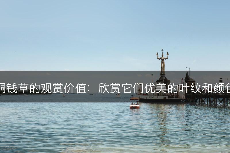 铜钱草的观赏价值：欣赏它们优美的叶纹和颜色(图1)