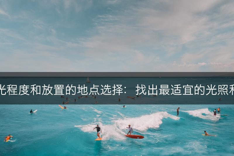 月季的喜光程度和放置的地点选择：找出最适宜的光照和生长环境(图1)