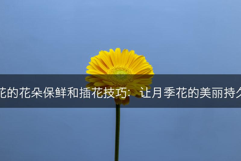 月季花的花朵保鲜和插花技巧：让月季花的美丽持久展现(图1)