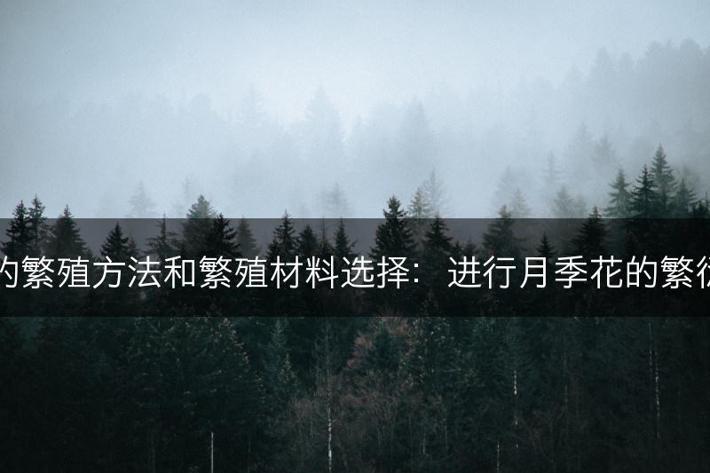 月季花的繁殖方法和繁殖材料选择：进行月季花的繁衍和扩展(图1)