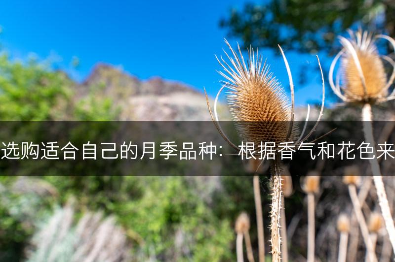 如何选购适合自己的月季品种：根据香气和花色来选择(图1)
