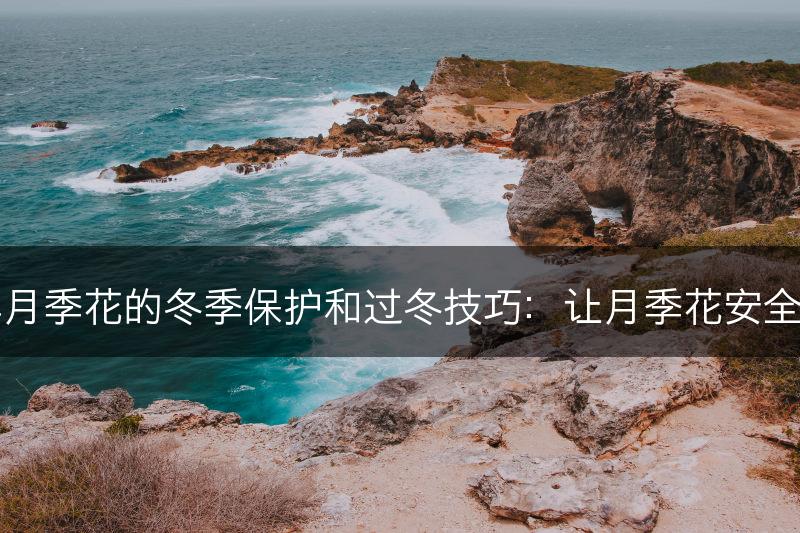 了解月季花的冬季保护和过冬技巧：让月季花安全越冬(图1)