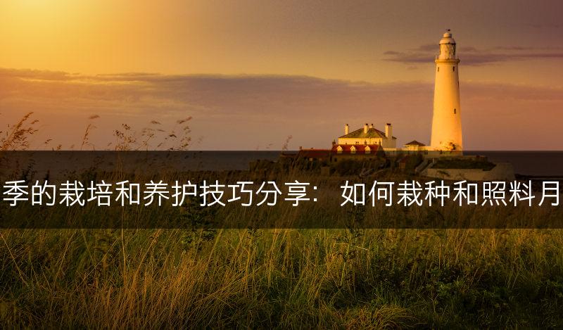 月季的栽培和养护技巧分享：如何栽种和照料月季(图1)