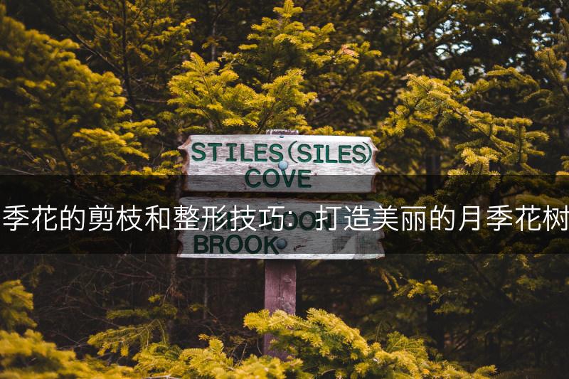 月季花的剪枝和整形技巧：打造美丽的月季花树形(图1)