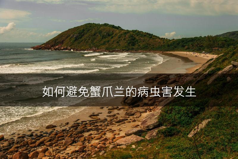 如何避免蟹爪兰的病虫害发生(图1)