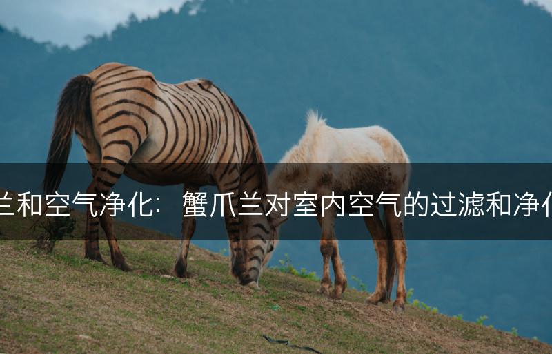 蟹爪兰和空气净化：蟹爪兰对室内空气的过滤和净化作用