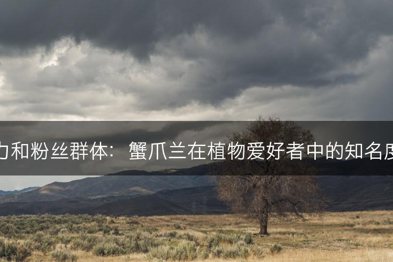 蟹爪兰的影响力和粉丝群体：蟹爪兰在植物爱好者中的知名度和受欢迎程度
