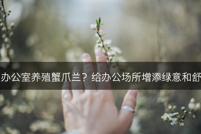 如何在办公室养殖蟹爪兰？给办公场所增添绿意和舒缓压力