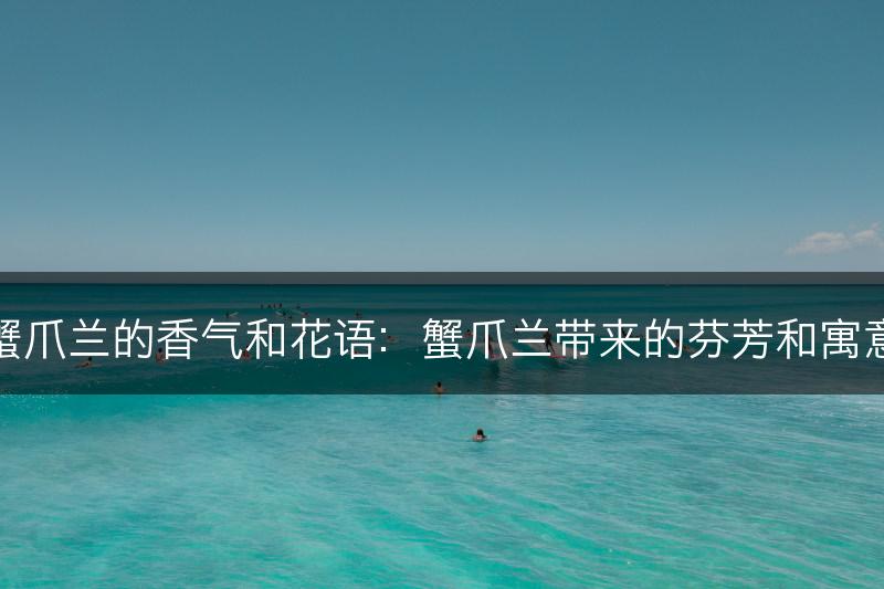 蟹爪兰的香气和花语：蟹爪兰带来的芬芳和寓意