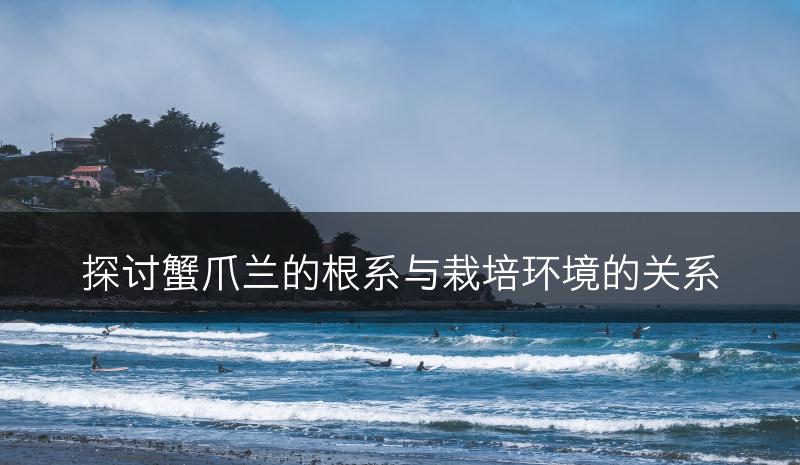 探讨蟹爪兰的根系与栽培环境的关系(图1)