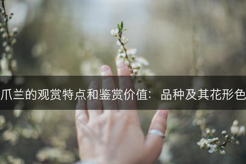 蟹爪兰的观赏特点和鉴赏价值：品种及其花形色彩(图1)