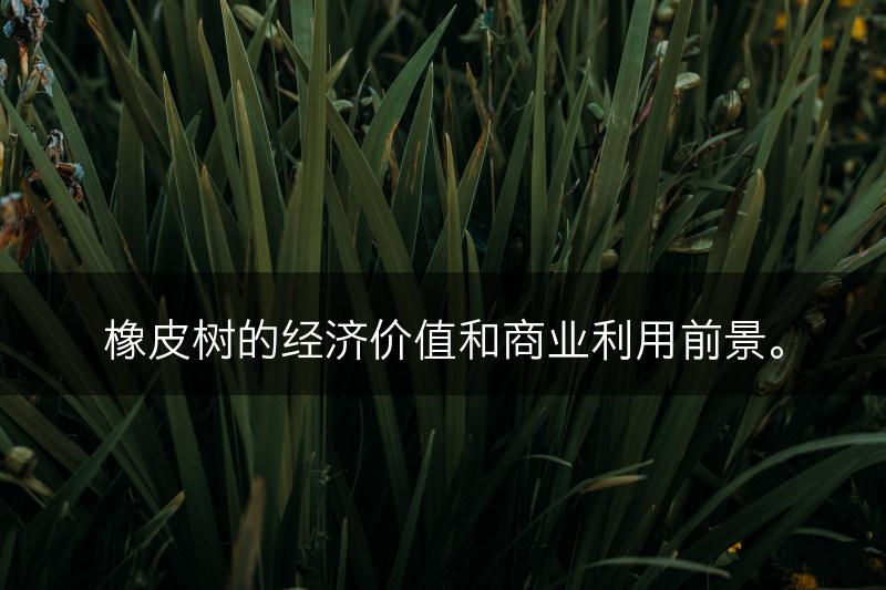橡皮树的经济价值和商业利用前景。(图1)
