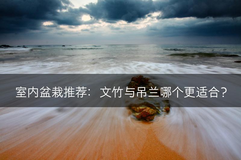 室内盆栽推荐:文竹与吊兰哪个更适合?(图1) 室内盆栽推荐:文竹与吊兰哪个更适合?(图1)
