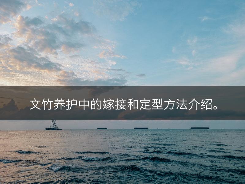 文竹养护中的嫁接和定型方法介绍。(图1)
