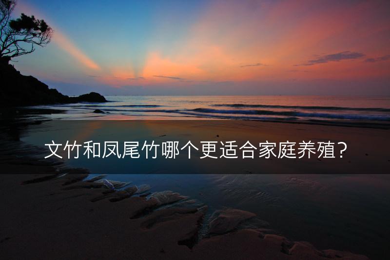 文竹和凤尾竹哪个更适合家庭养殖?(图1) 文竹和凤尾竹哪个更适合家庭养殖?(图1)
